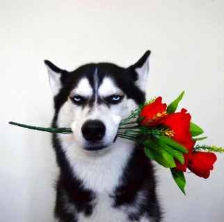 比特犬是怎么样训练的？(图1)