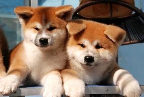 忠犬八公是什么狗？