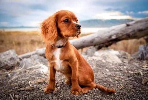 边境牧羊犬训练用品，一起来看看吧。(图2)