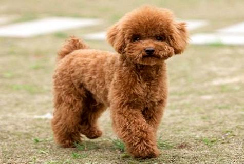 “泰迪成天吃几狗粮?” 幼犬和成犬的喂食次数普遍吗？ 