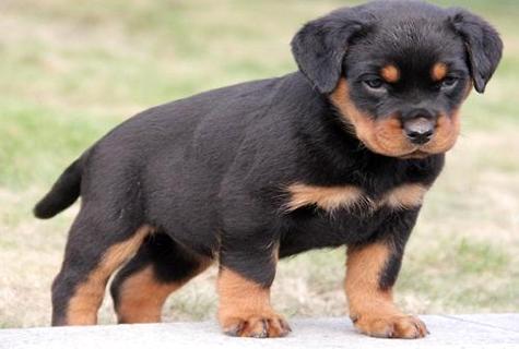 故乡犬几钱一只？怎么样选购健壮的狗狗？