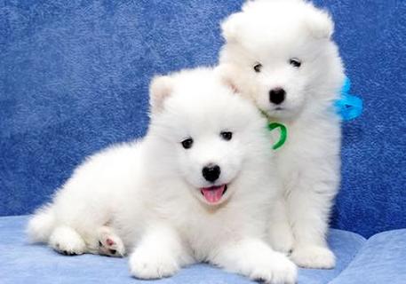 想养萨摩犬，那么你领会萨摩犬几钱一只吗？ 