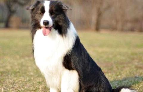 想养一只边疆牧羊犬？这篇文章便告知大师边疆牧羊犬的价钱   
