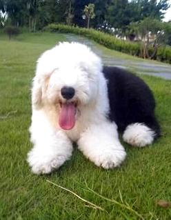 古牧犬几钱一只？最新古牧价钱炽热出炉！