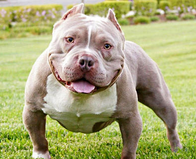 恶霸犬价钱几钱一只，它们有何特性？