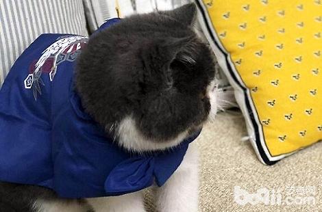 怎样才华让猫咪养成良佳的习气？