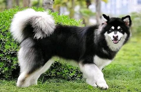 闭于宠物狂犬病湮没期症候，你又领会几