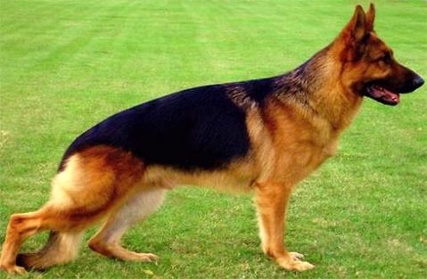 想领会德国牧羊犬 幼犬价钱吗！所有来瞅瞅吧！