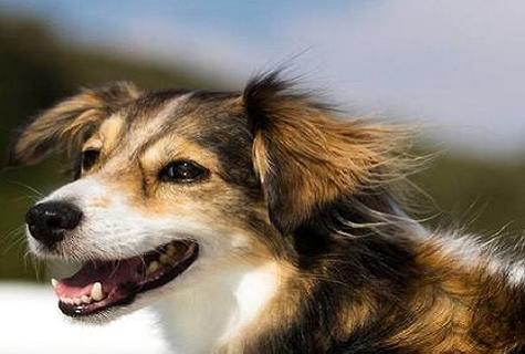 金毛犬应该怎么训练它大小便？(图2)