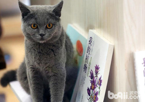 猫咪典籍籍馆：既能借书籍，也能借猫？
