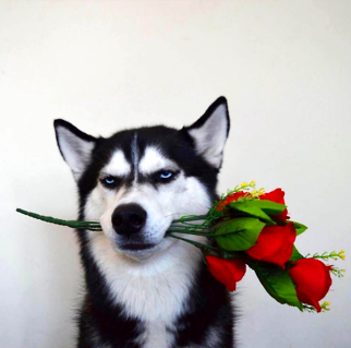 金毛犬喂什么狗粮好？(图2)