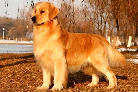 共样是寻回犬，对于比拉布拉多，为什么金毛没有吻合干警犬？