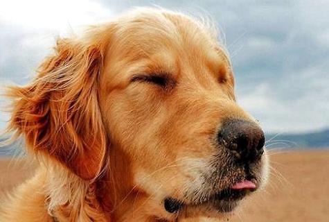 金毛犬猎犬怎么训练？金毛犬猎犬好训练吗？?(图1)