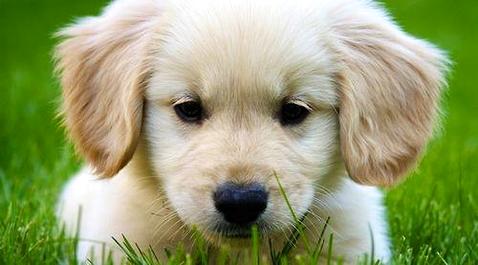 大师了解一只金毛幼犬几钱吗？  