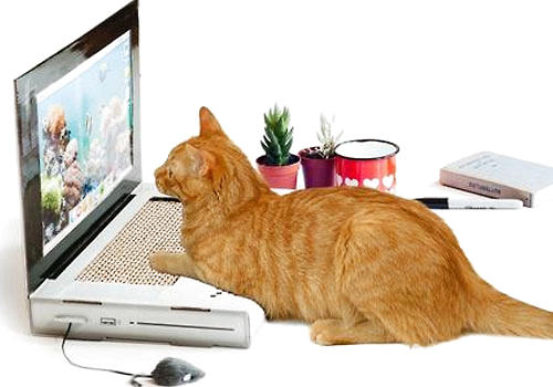 猫咪的高科技玩具备哪些？