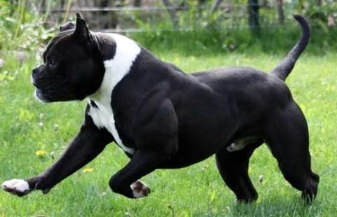 小斗牛犬几钱一只？由这些要素决断！ 