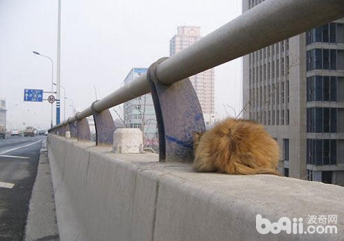 高架猫领养，闭心弱势动物救帮