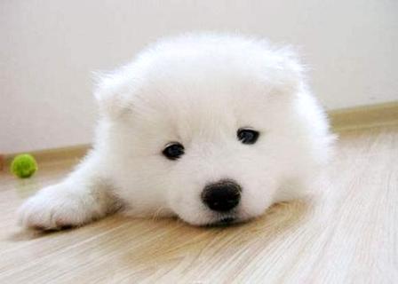 不知道怎么训练可卡犬巡回？小编来教你！(图1)