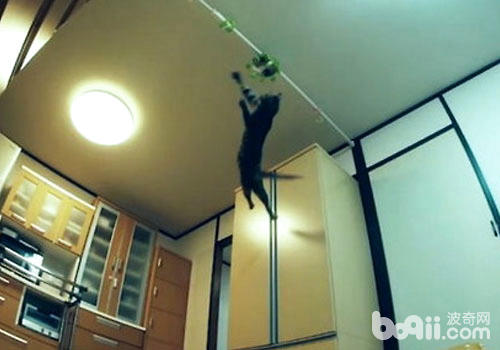 猫咪具备无与匹敌的腾跃本领？