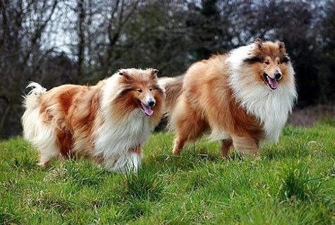 苏格兰牧羊犬几钱？佳养吗？