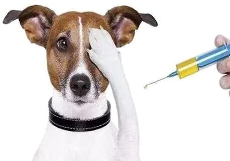 狂犬疫苗一年内有效吗？一定要打狂犬疫苗吗？(图1)