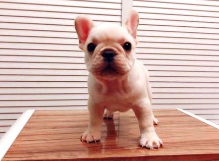 法国斗牛犬好养吗？饲养过程中要注意哪些问题？(图1)
