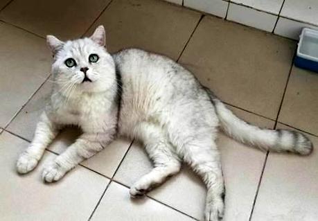 小猫太过调皮了，怎么办呢？(图2)