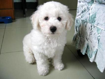 “比熊犬几钱一只”， 普遍家庭不妨接受吗？ 