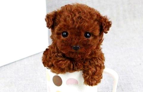 怎样训练泰迪狗听话？为什么养泰迪犬的人越来越多了？(图1)