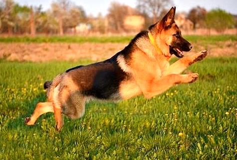 怎么能让成年牧羊犬保持听话的好习惯(图1)