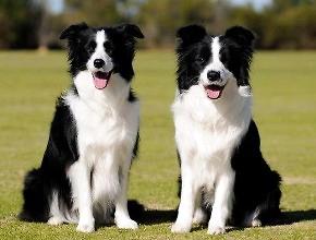 大师领会比利时牧羊犬价钱吗？快来瞅这篇文章吧 