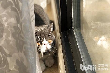 怎样才华让猫咪养成良佳的习气？
