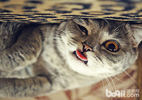 伸舌头卖萌可没有是狗狗的博利！猫咪也有！