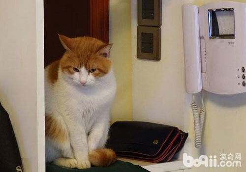猫咪也通人情？