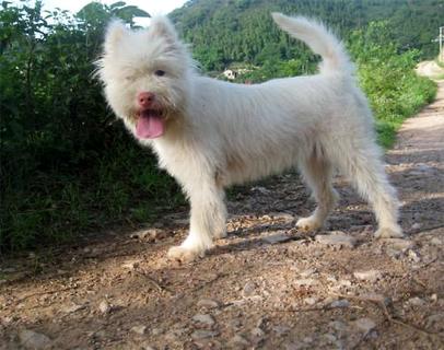 下司犬怎么训练打猎？(图1)