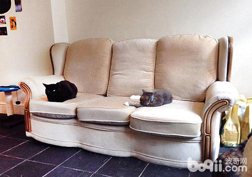 在家怎样样挨造爱猫符合生计情况？
