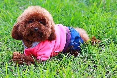 客人犬和泰迪的辨别在何处？