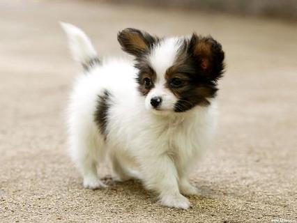 蝴蝶犬几钱一只？吻合你的情绪价位吗？ 