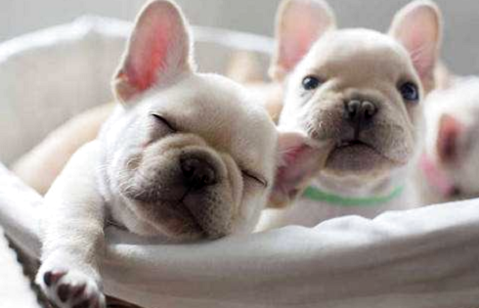 法国斗牛犬好养吗？饲养过程中要注意哪些问题？(图2)