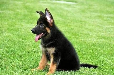 纯种德国牧羊犬价格?哪些因素影响价格？(图2)