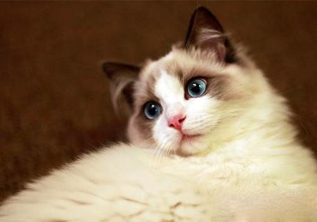 怎么训练猫咪收爪子？(图1)