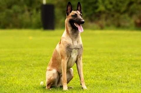 马犬的科目训练顺序有哪些？马犬容易训练吗？(图1)