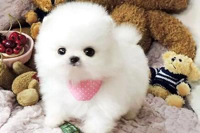 专美犬几钱一只，起码要这个数 