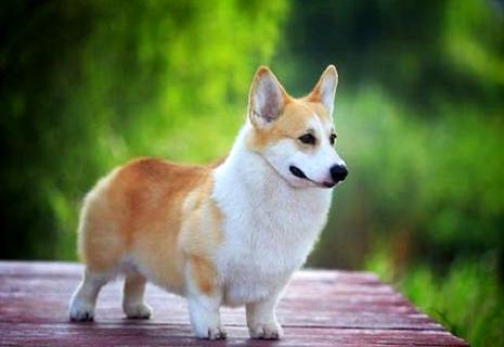 上班族符合养什么狗？符合的缘故是什么？ 