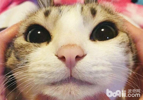 姚朝襟怀猫咪，为什么明星都爱猫？