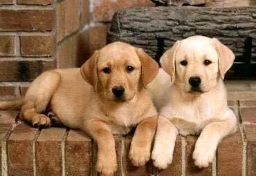 拉布拉多幼犬多少钱？好养吗？(图1)