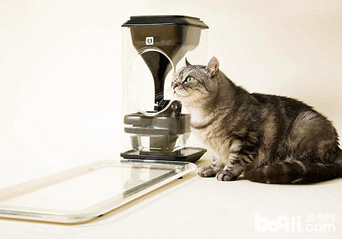 猫脸辨其余喂食器你睹过吗？