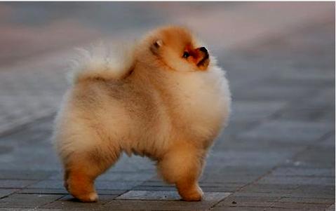 患狂犬病有哪些症状，会学狗叫吗(图1)