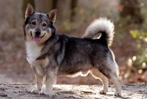 大师了解柯基犬价钱是几钱一只吗？ 