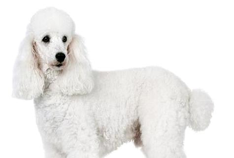 怎样训练贵宾犬大便？三步走解决难题！(图1)